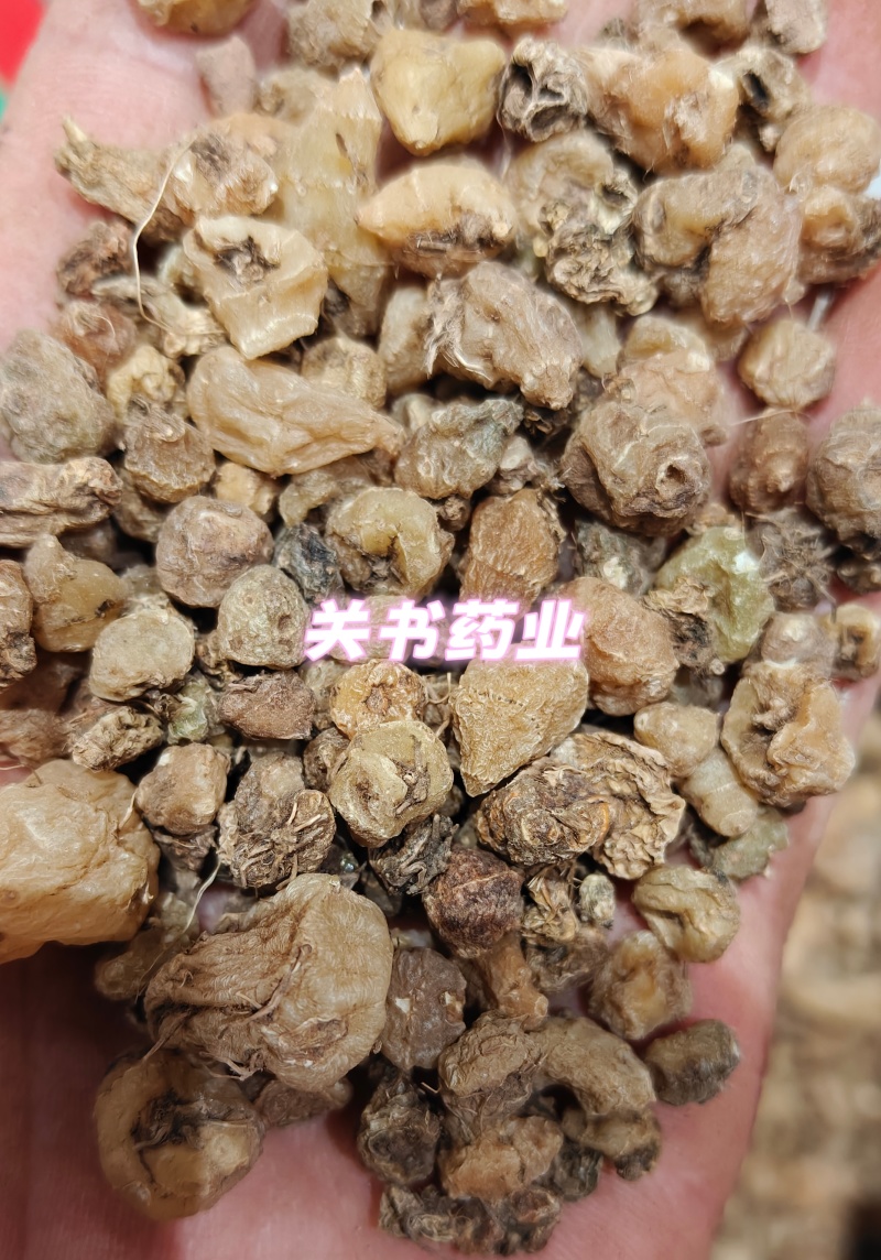 山慈菇毛慈姑选《关书药业》品质如图所示一手货源