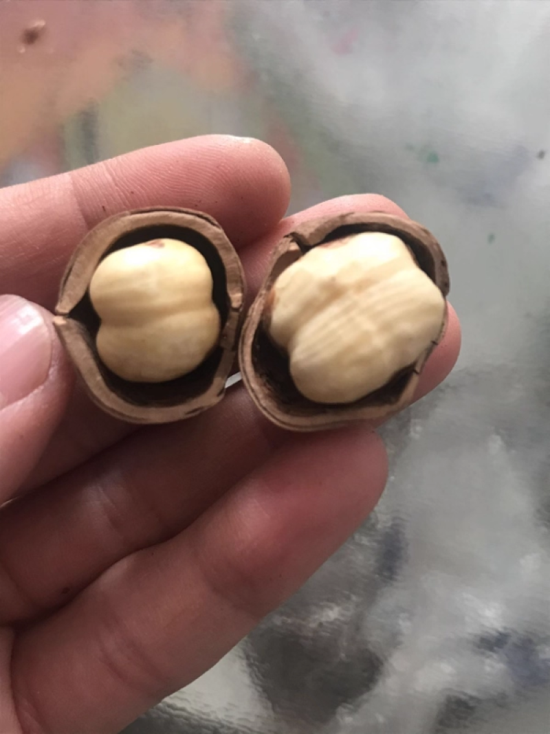榛子东北特产新鲜铁岭原味野生臻子炒熟开口坚果***