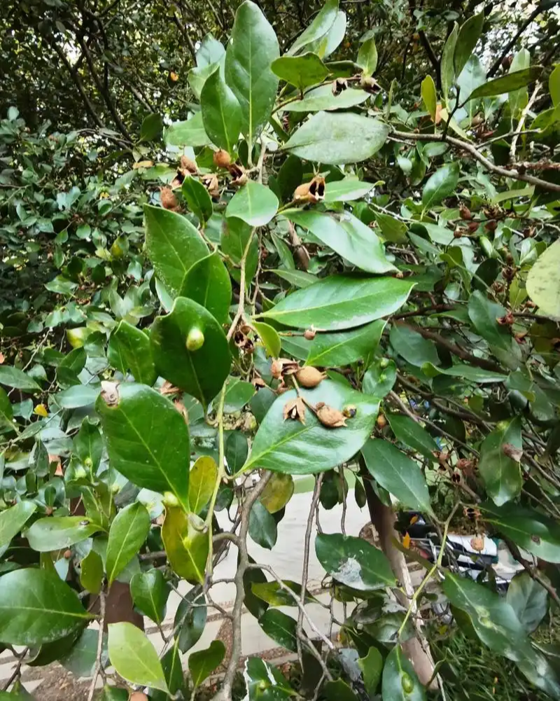中华蚊母种子景观绿化工程观叶四季多年种