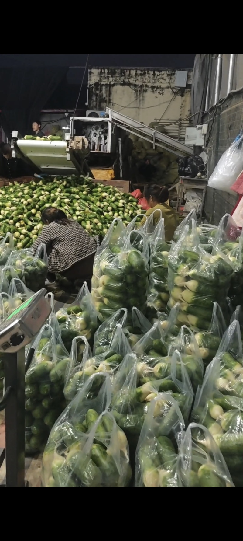 水果萝卜