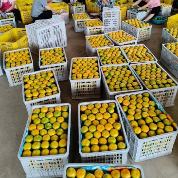 湖南永州江永回垅圩蜜桔特早普早市场果电商果口感好