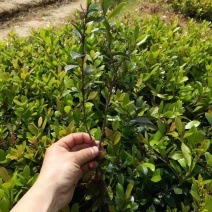 中华蚊母小苗四季常青耐寒耐热别墅庭院篱笆户外绿化