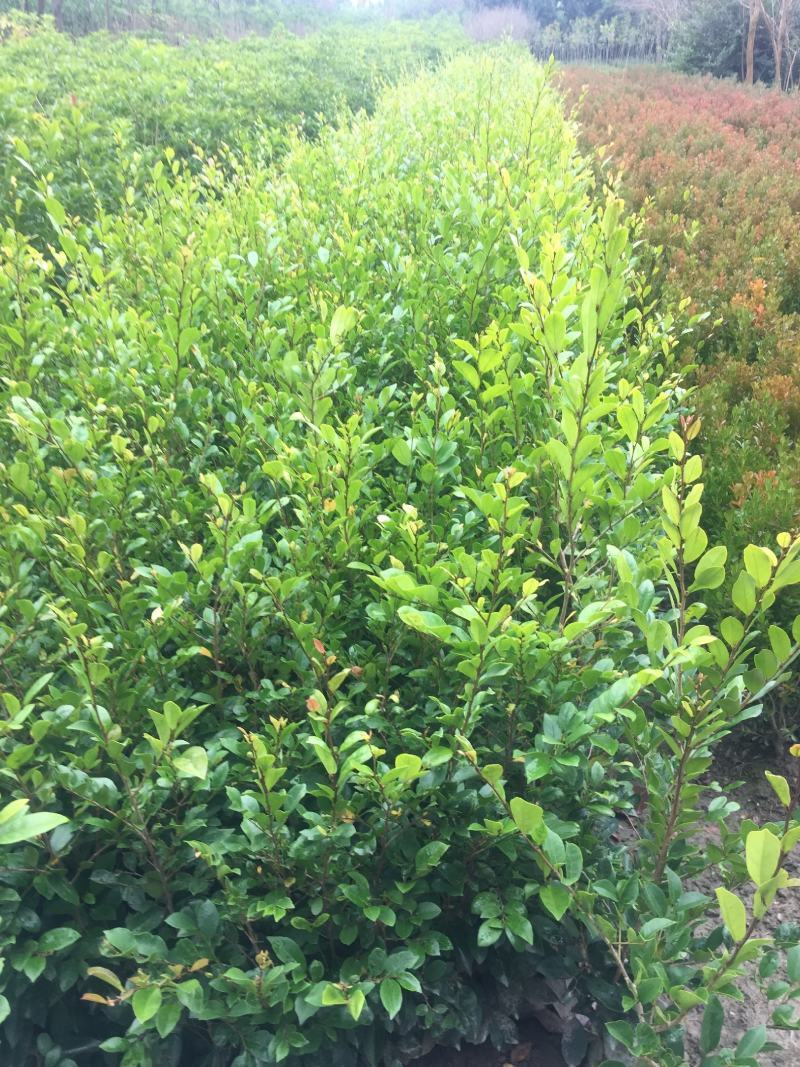 中华蚊母小苗四季常青耐寒耐热别墅庭院篱笆户外绿化