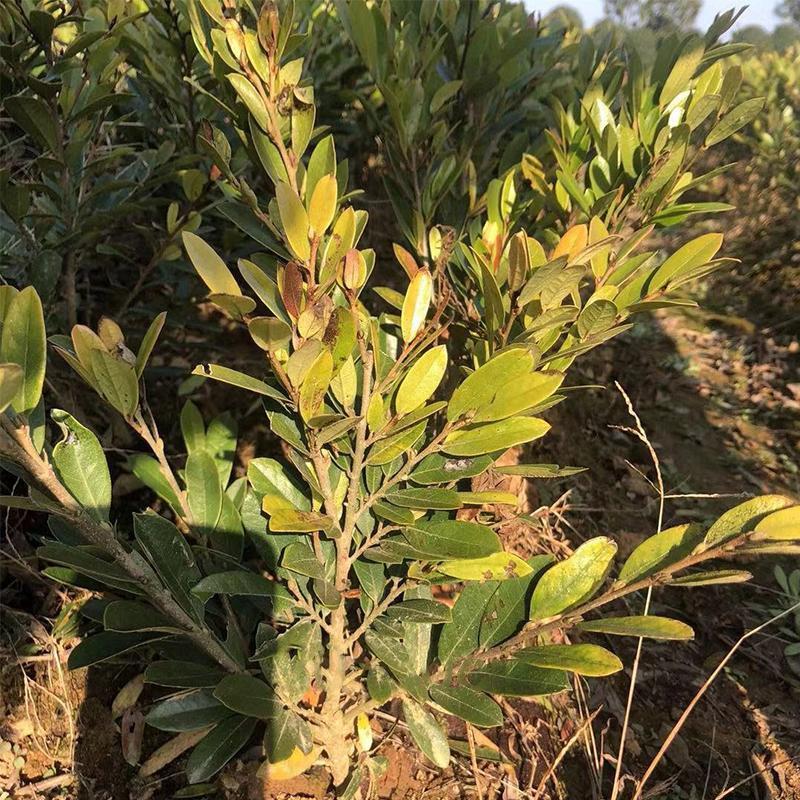 中华蚊母小苗四季常青耐寒耐热别墅庭院篱笆户外绿化