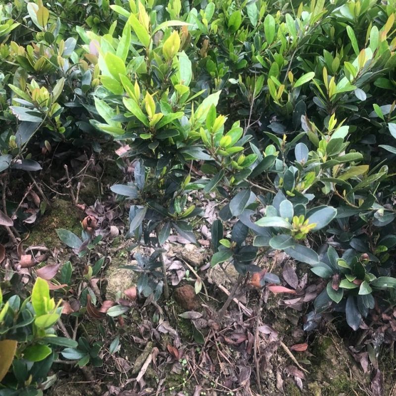中华蚊母小苗四季常青耐寒耐热别墅庭院篱笆户外绿化