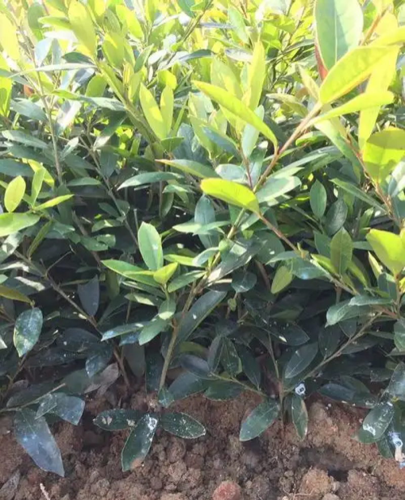 中华蚊母小苗四季常青耐寒耐热别墅庭院篱笆户外绿化