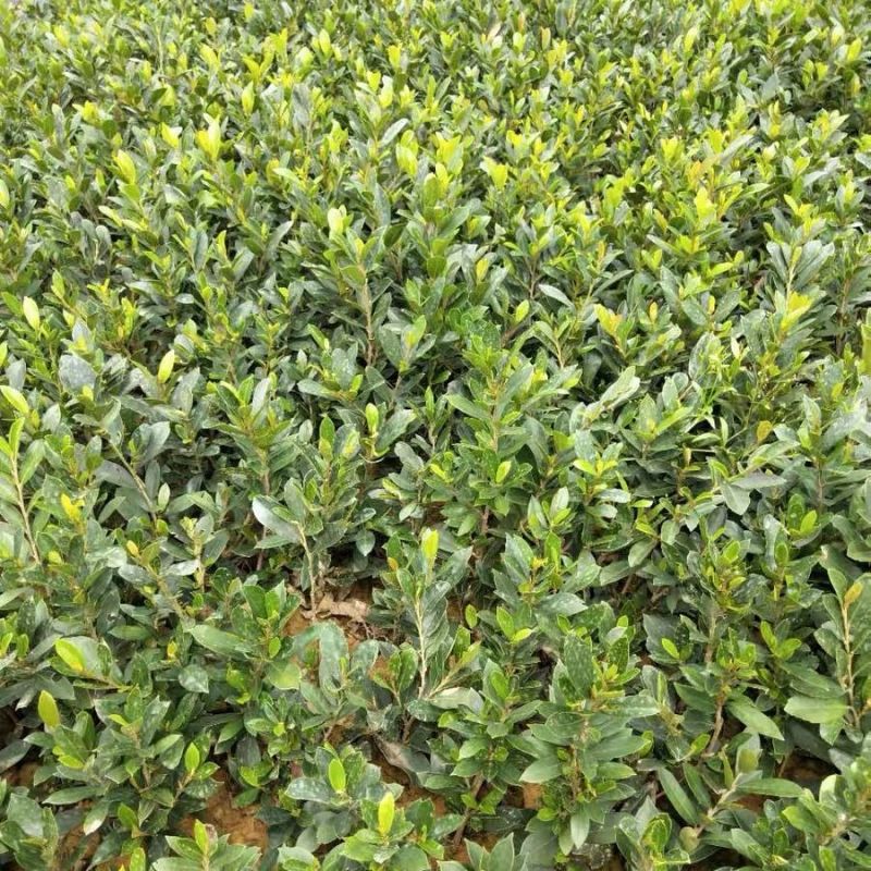 中华蚊母小苗四季常青耐寒耐热别墅庭院篱笆户外绿化
