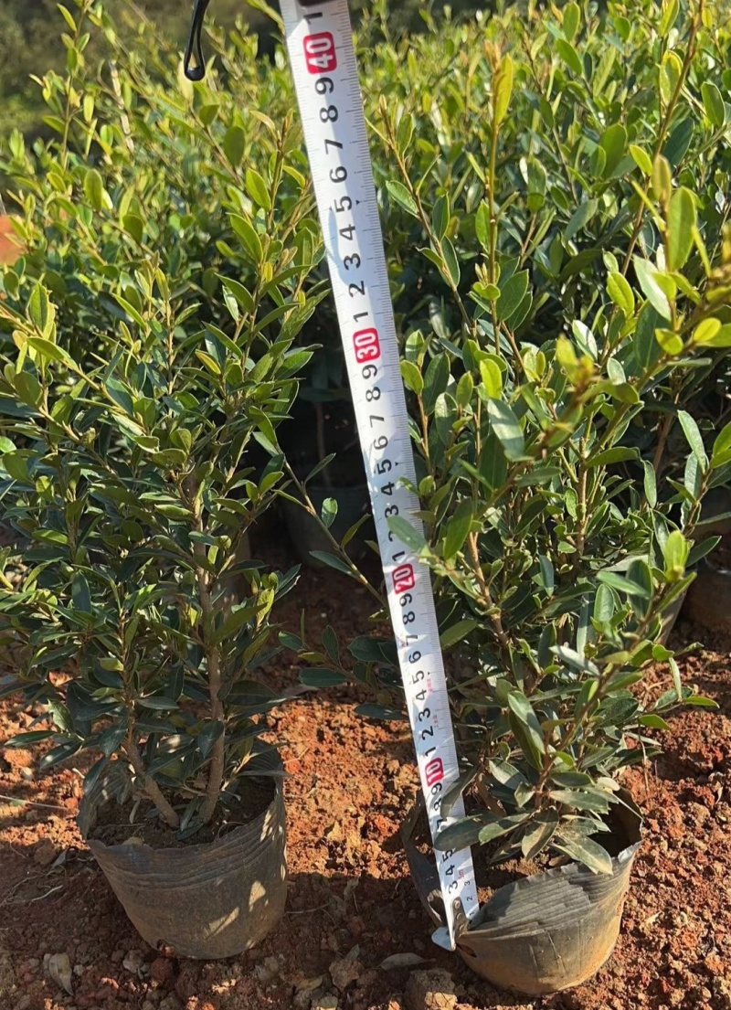 中华蚊母小苗四季常青耐寒耐热别墅庭院篱笆户外绿化