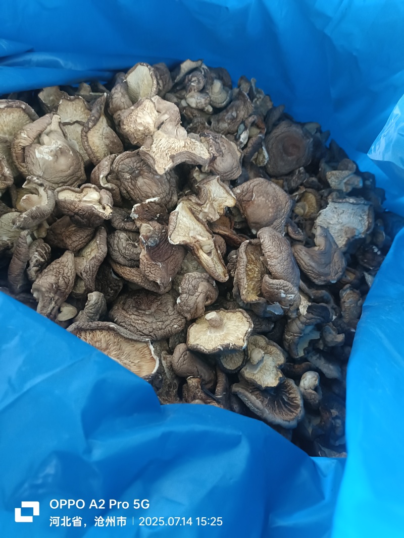 沧州市献县枣木干香菇食堂专用