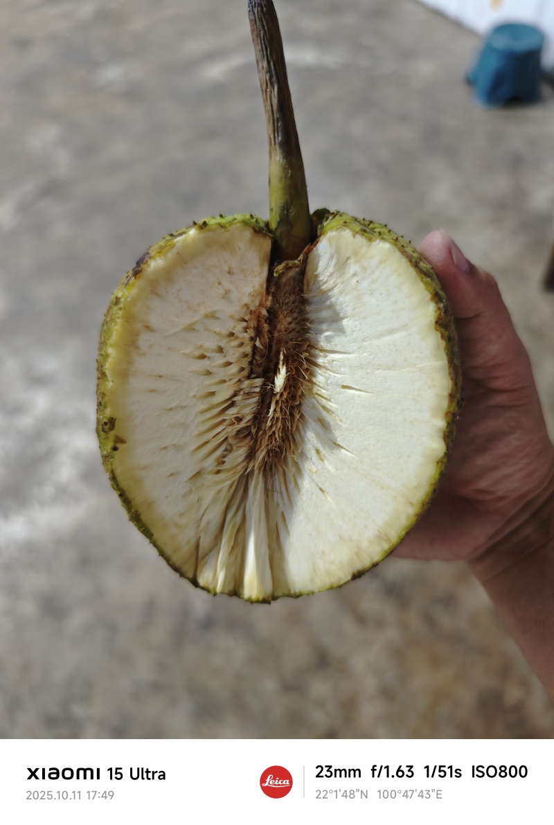 面包果