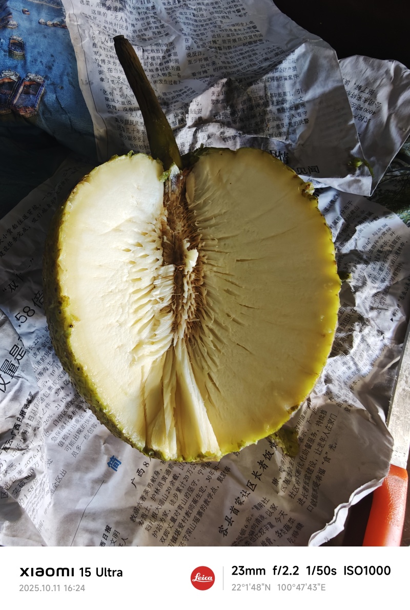 面包果