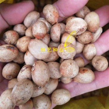 伯乐树种子钟萼木阳台耐寒耐热适合南北方种植