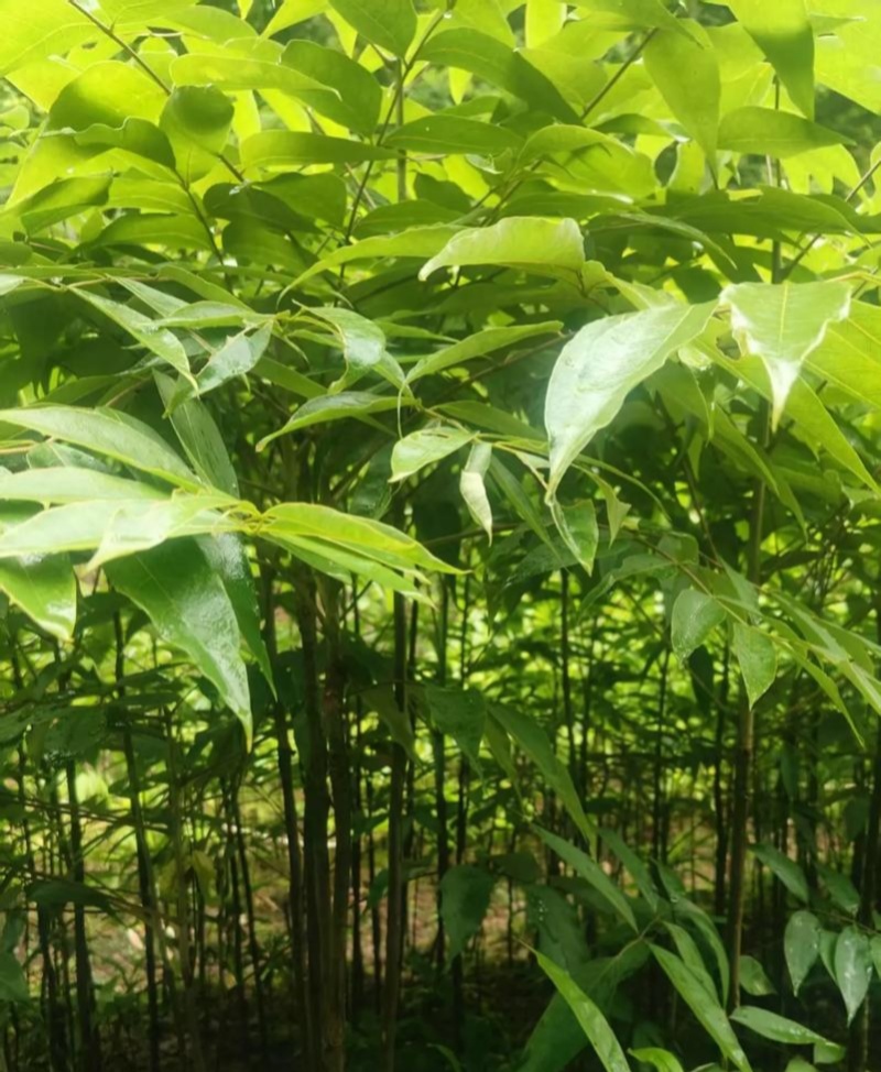 伯乐树种子钟萼木阳台耐寒耐热适合南北方种植