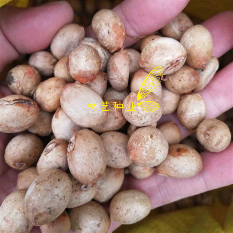 伯乐树种子钟萼木阳台耐寒耐热适合南北方种植