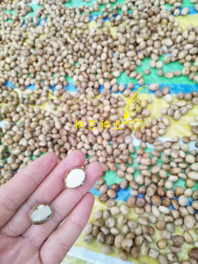 伯乐树种子钟萼木阳台耐寒耐热适合南北方种植