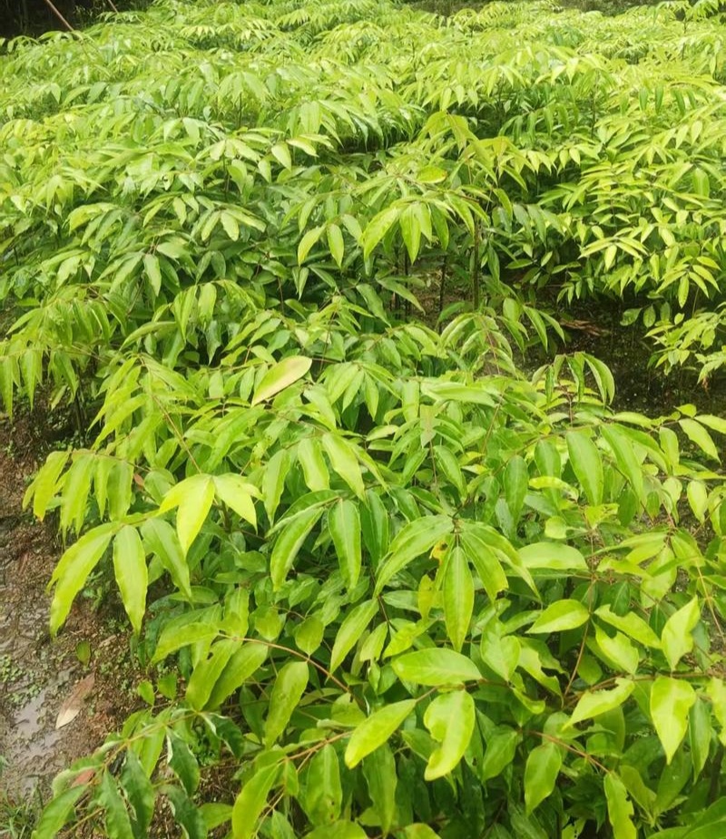 伯乐树种子钟萼木阳台耐寒耐热适合南北方种植