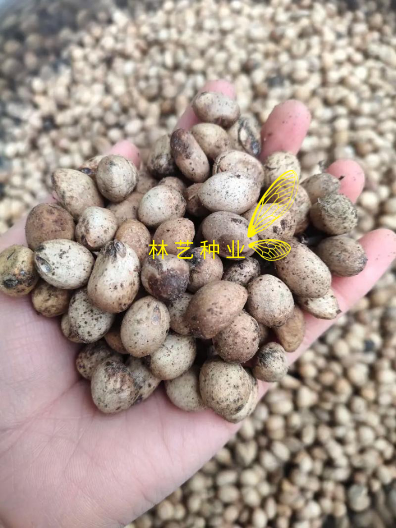伯乐树种子钟萼木阳台耐寒耐热适合南北方种植