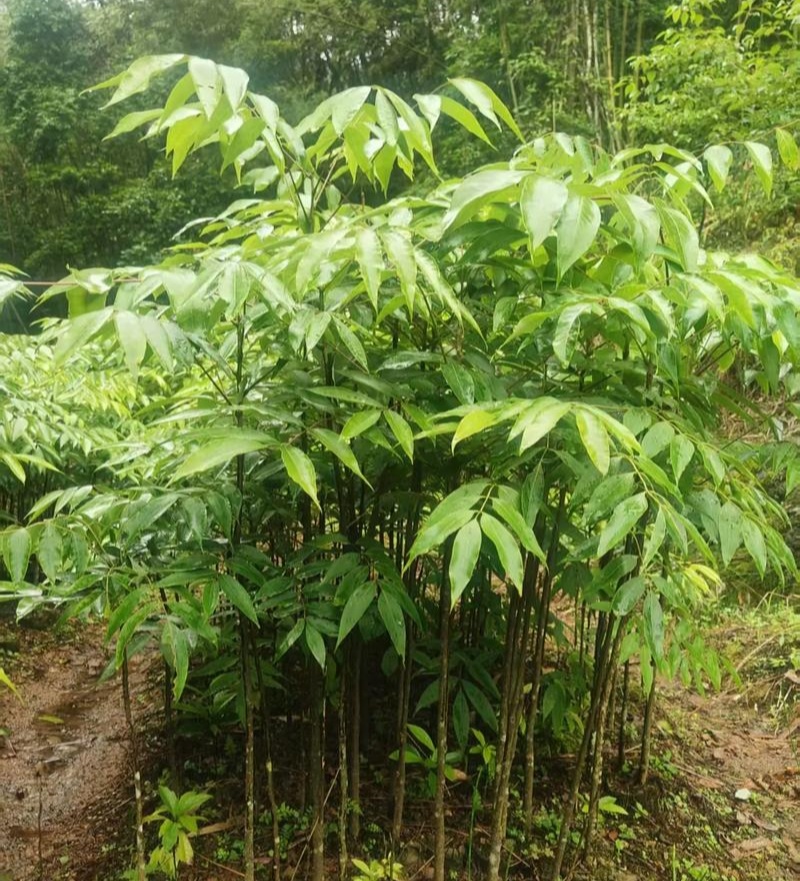 伯乐树种子钟萼木阳台耐寒耐热适合南北方种植