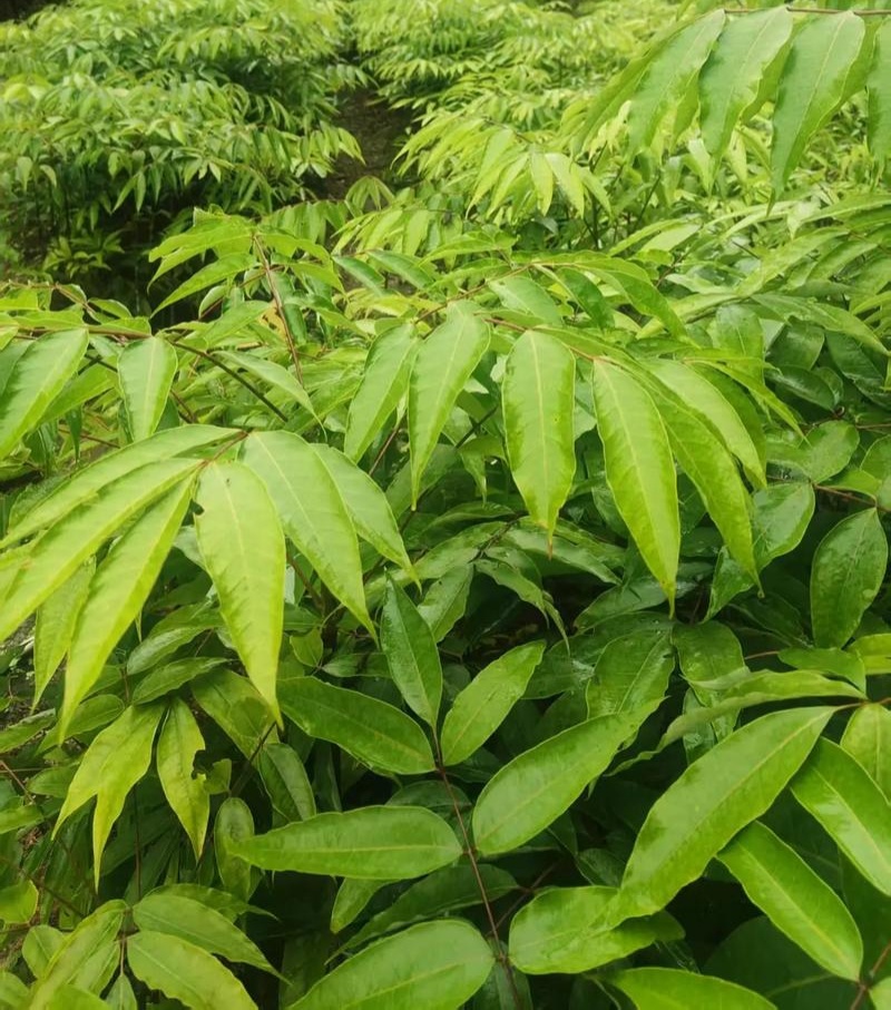 伯乐树种子钟萼木阳台耐寒耐热适合南北方种植