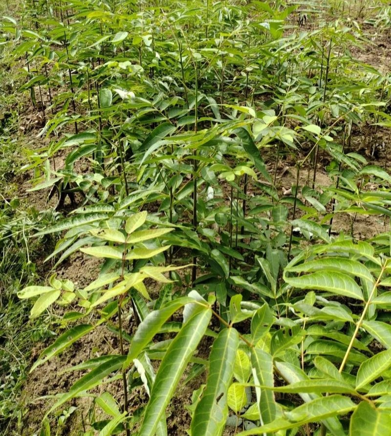 伯乐树种子钟萼木阳台耐寒耐热适合南北方种植