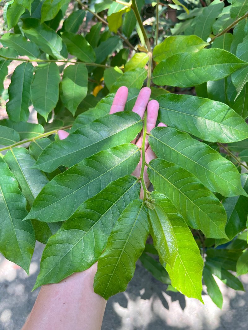 见血封喉种子箭毒木散四季多年生景观绿化工程观叶种孑