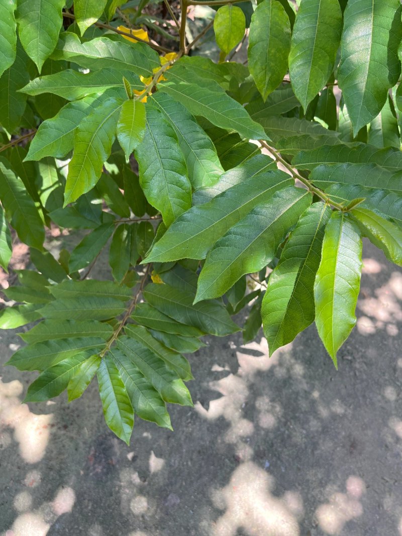 见血封喉种子箭毒木散四季多年生景观绿化工程观叶种孑