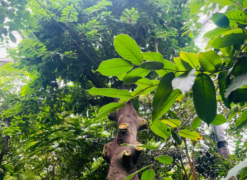 见血封喉种子箭毒木散四季多年生景观绿化工程观叶种孑
