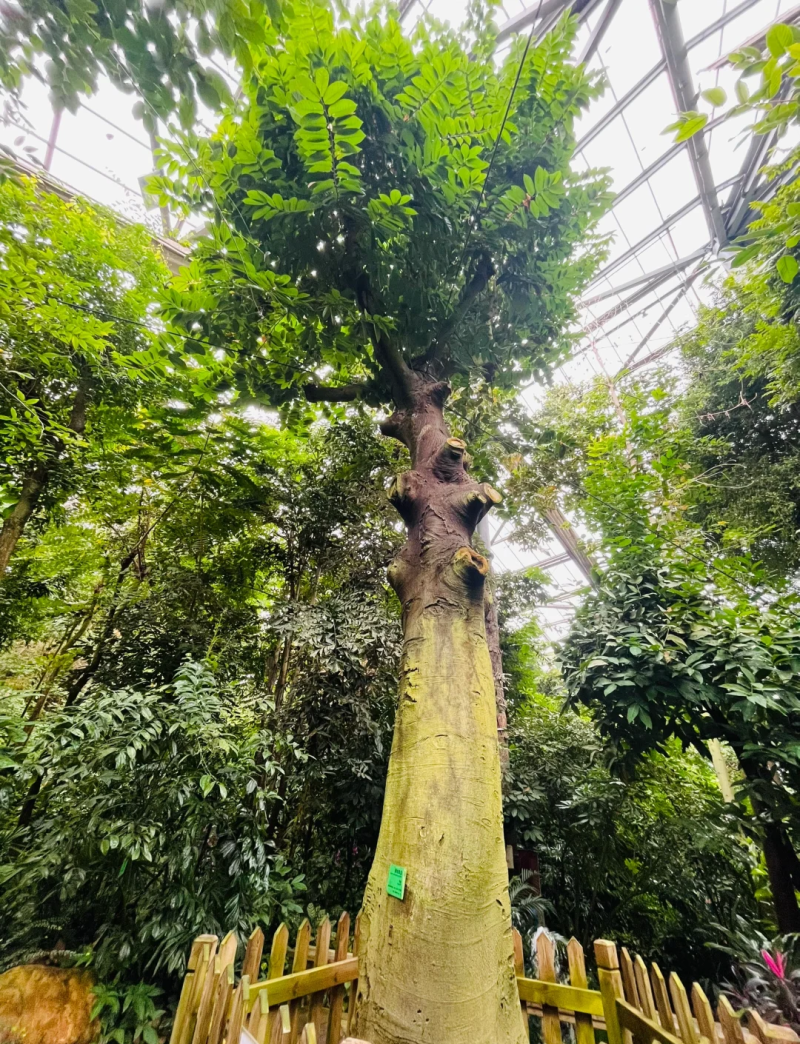 见血封喉种子箭毒木散四季多年生景观绿化工程观叶种孑
