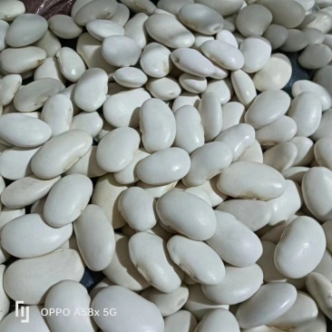 新货白芸豆上市了需要的老板请联系我大量供应