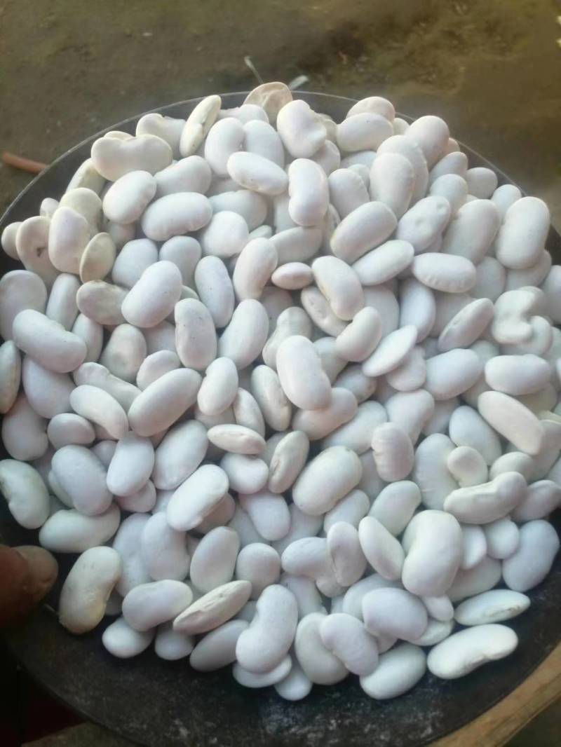 白芸豆需要老板联系我大量供应
