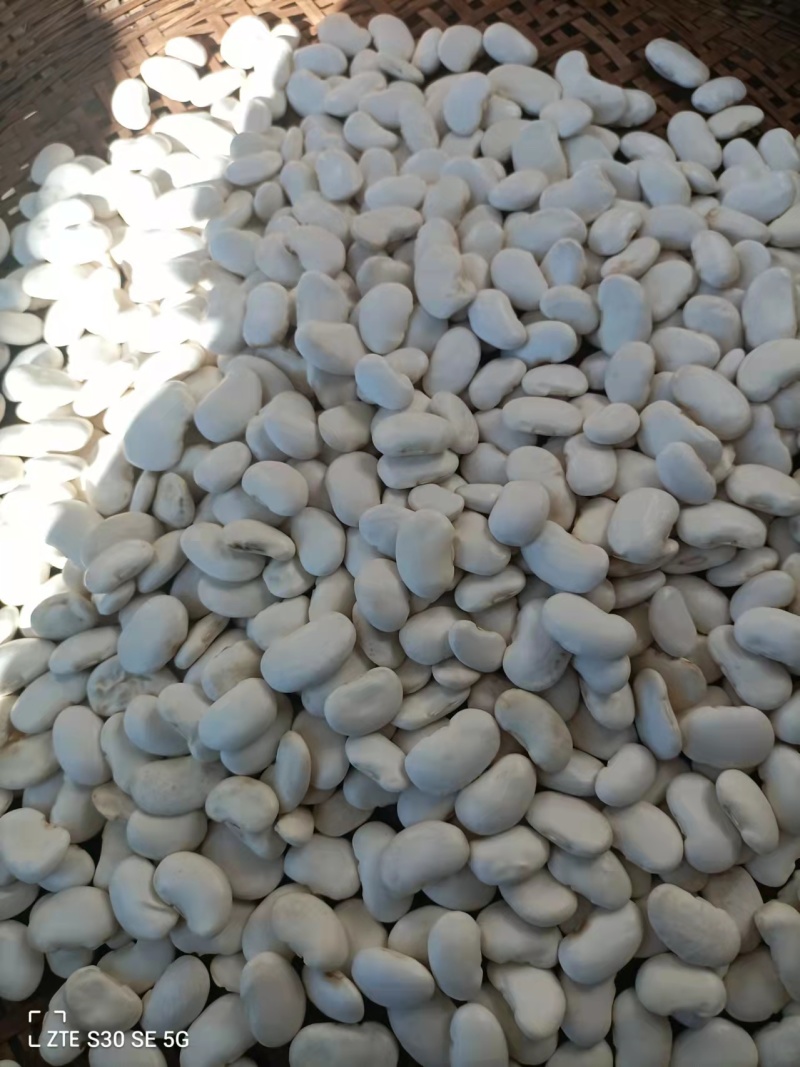 白芸豆需要老板联系我大量供应