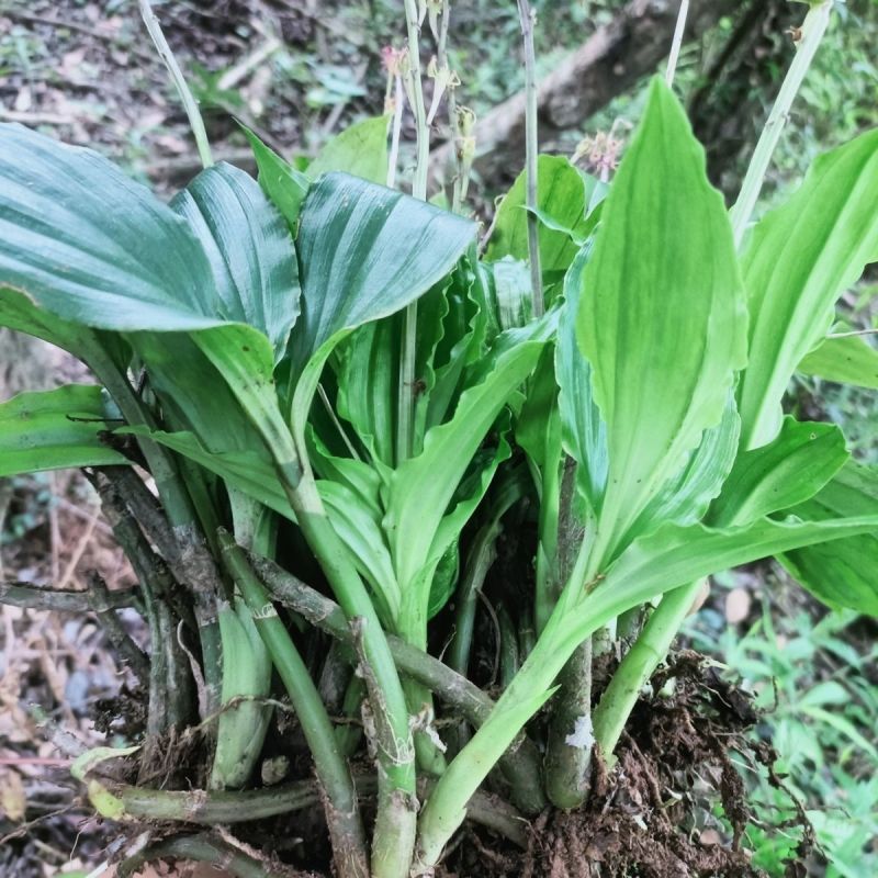 见血青种子中药材见血清立地好羊耳蒜毛慈姑肉可食用