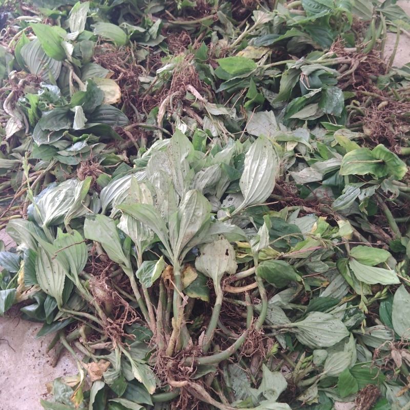 见血青种子中药材见血清立地好羊耳蒜毛慈姑肉可食用