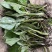 见血青种子中药材见血清立地好羊耳蒜毛慈姑肉可食用