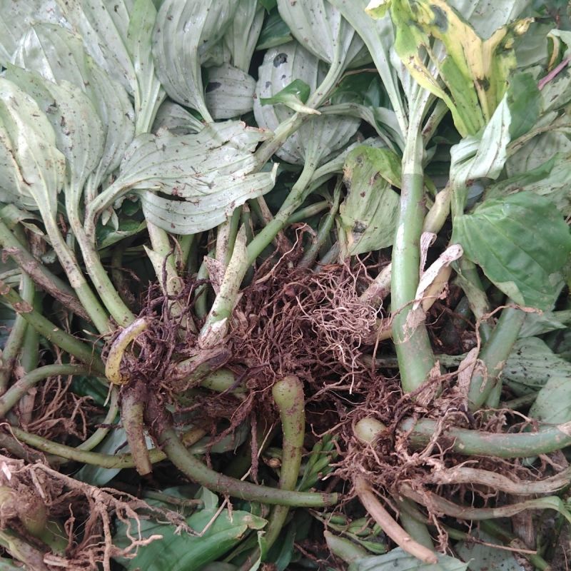 见血青种子中药材见血清立地好羊耳蒜毛慈姑肉可食用