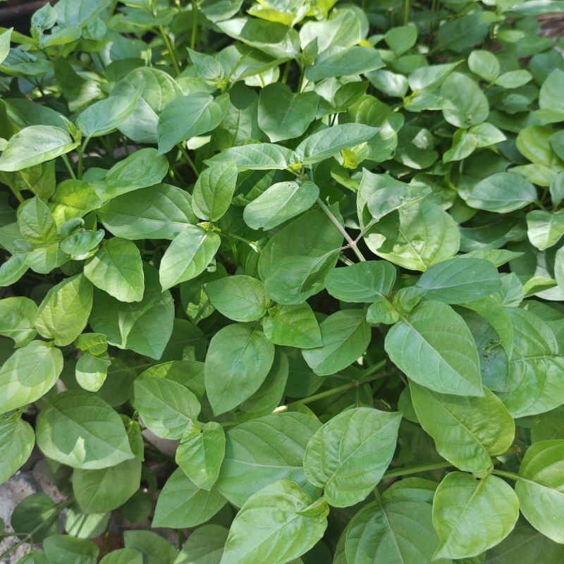 血通菜种子十万错绿线菜枝干叶可煮水喝可熬汤易播种爬藤植物