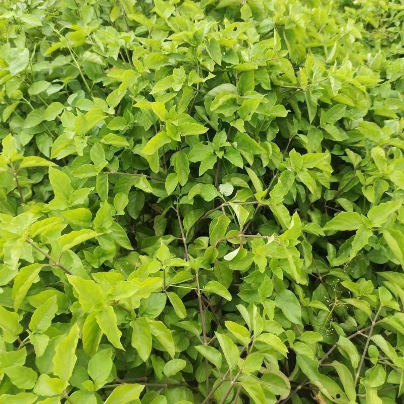 血通菜种子十万错绿线菜枝干叶可煮水喝可熬汤易播种爬藤植物