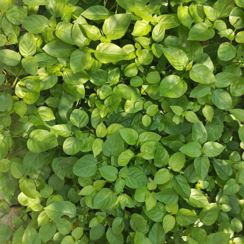 血通菜种子十万错绿线菜枝干叶可煮水喝可熬汤易播种爬藤植物