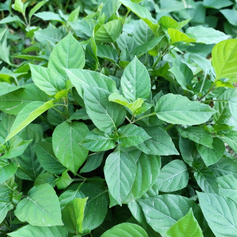 血通菜种子十万错绿线菜枝干叶可煮水喝可熬汤易播种爬藤植物