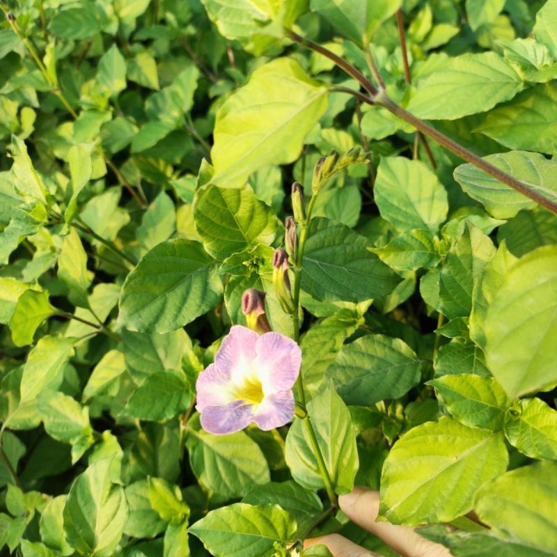血通菜种子十万错绿线菜枝干叶可煮水喝可熬汤易播种爬藤植物