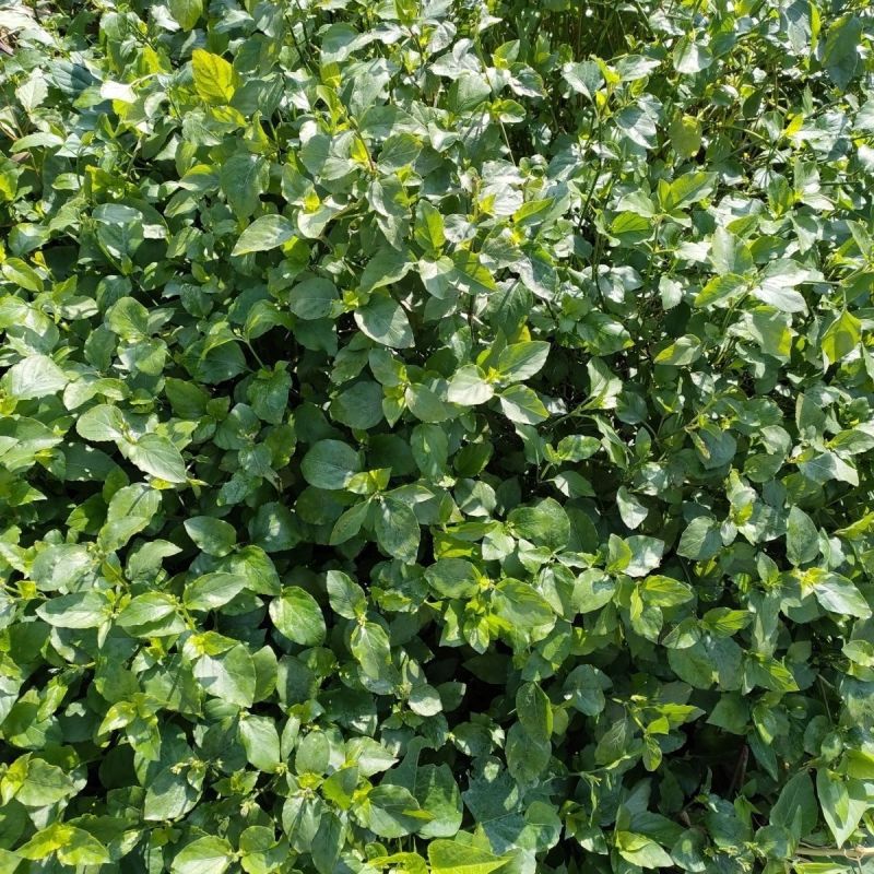 血通菜种子十万错绿线菜枝干叶可煮水喝可熬汤易播种爬藤植物