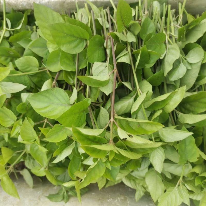 血通菜种子十万错绿线菜枝干叶可煮水喝可熬汤易播种爬藤植物