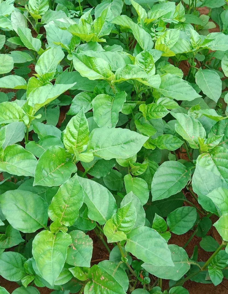 血通菜种子十万错绿线菜枝干叶可煮水喝可熬汤易播种爬藤植物