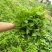 血通菜种子十万错绿线菜枝干叶可煮水喝可熬汤易播种爬藤植物