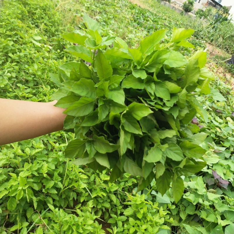 血通菜种子十万错绿线菜枝干叶可煮水喝可熬汤易播种爬藤植物