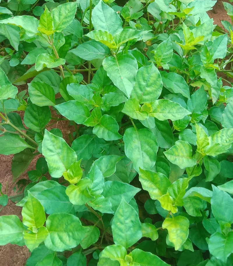 血通菜种子十万错绿线菜枝干叶可煮水喝可熬汤易播种爬藤植物