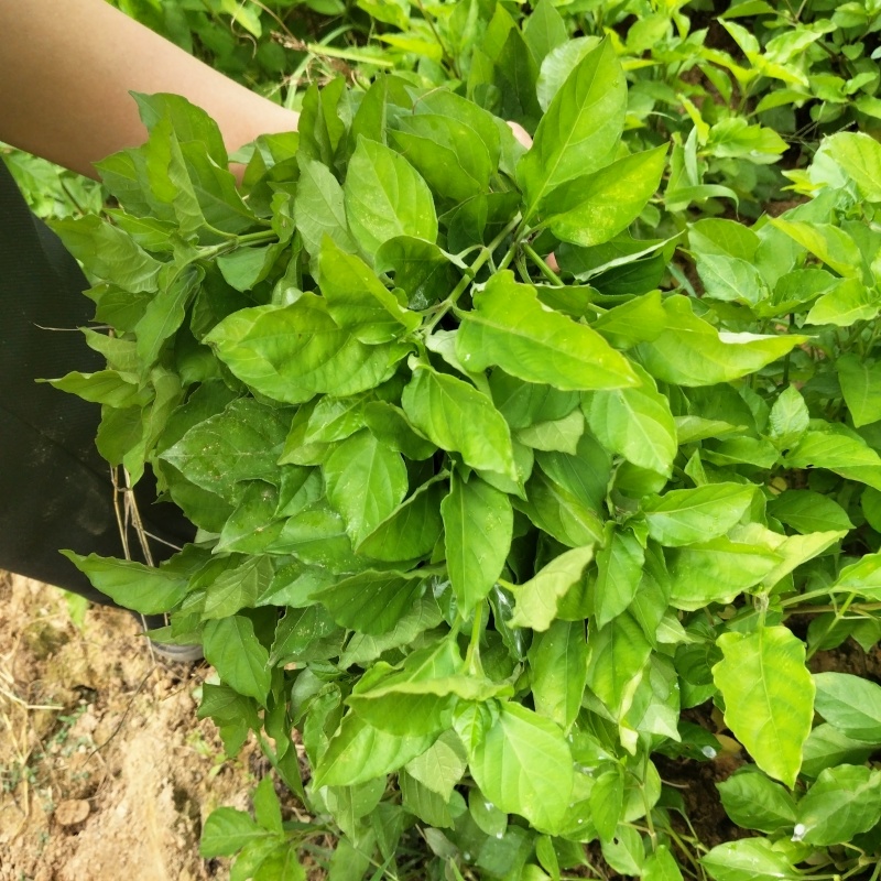 血通菜种子十万错绿线菜枝干叶可煮水喝可熬汤易播种爬藤植物