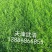 高羊毛草坪