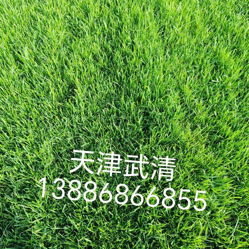 高羊毛草坪