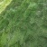 高羊毛草坪